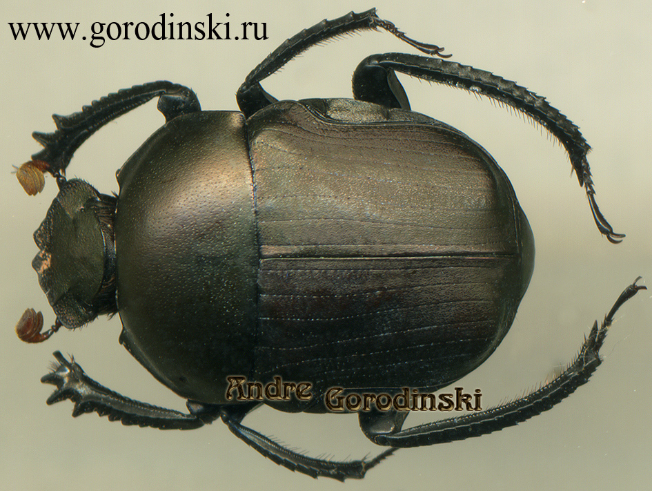 http://www.gorodinski.ru/copr/Paragymnopleurus sinuatus szechouanicus.jpg